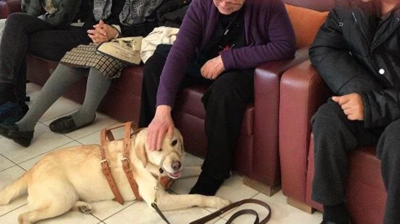 Άνοια και Αλτσχάιμερ: Σκύλοι-βοηθοί βελτιώνουν την ποιότητα ζωής των ασθενών